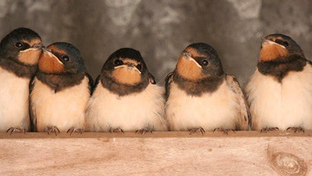 Birds near Court Farm